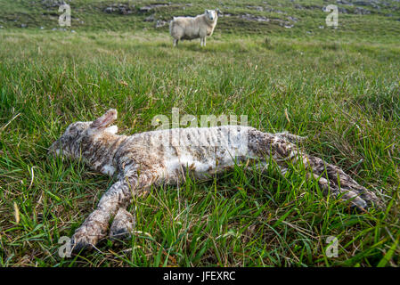 White sheep, ewe with dead lamb in meadow in spring Stock Photo