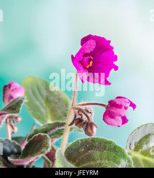 Violet Saintpaulias flowers, commonly known as African violets, Parma violets, close up Stock Photo