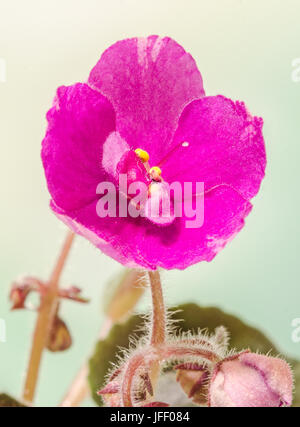 Violet Saintpaulias flowers, commonly known as African violets, Parma violets, close up Stock Photo