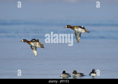 Greater scaup female Stock Photo