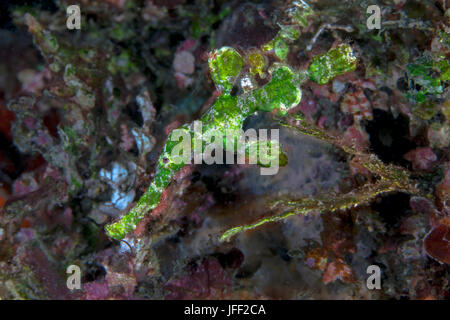 Halimedia Ghost Pipefish camouflaged along side halimeda algae in coral reef. Lembeh Straits, Indonesia.