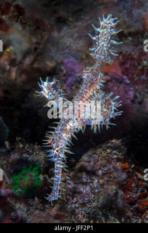 White and red ornate ghost pipefish (Solenostomus paradoxus) with coral reef background. Lembeh Straits, Indonesia. Stock Photo