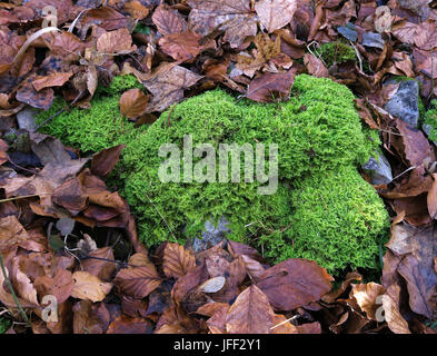 moss; Ctenidium molluscum; Stock Photo