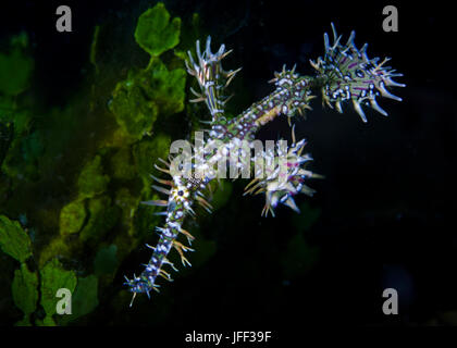 Close up image of a green ornate ghost pipefish camouflaged among halimeda algae. Lembeh Straits, Indonesia.