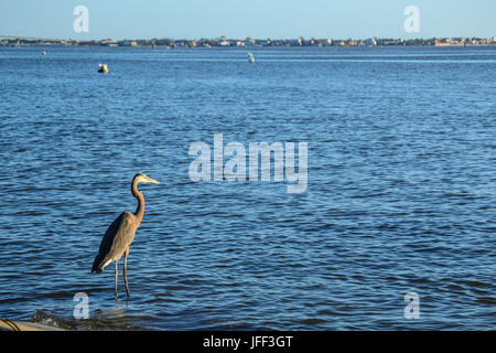 Great Blue Heron looking out over the bay in the morning. Stock Photo