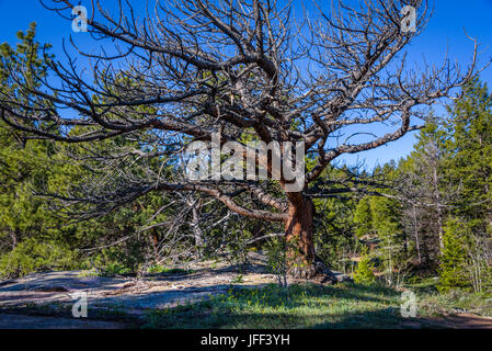 A big, huge dead tree in the woods, with a blue sky and green forest background. Branches of a giant dead tree. Vedauwoo National Park, Wyoming, USA Stock Photo