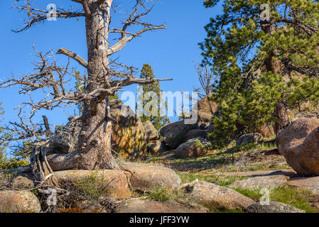 Solitary dead tree on rocks, high altitude in the mountain woods, with a blue sky and green forest background. Destroyed by insect parasites, bark bee Stock Photo