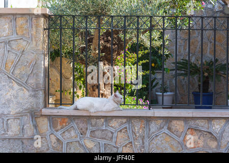 White cat lying on a wall Stock Photo