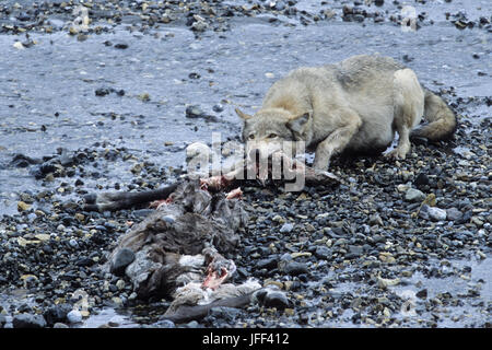 Wolf at a caribou kill / Canis lupus
