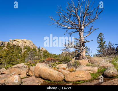 Solitary, giant dead tree on rocks, high altitude in the mountain woods, with a blue sky and green forest background. Destroyed by insect parasites, b Stock Photo
