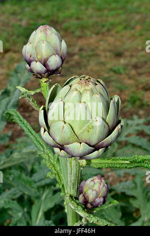 Globe artichoke (Cynara cardunculus) growing Stock Photo