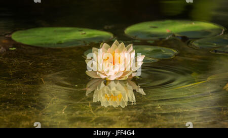 Water Lilly Blossom in Pond Stock Photo