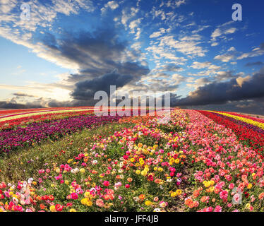 Flowers grow bright multi-colored strips Stock Photo