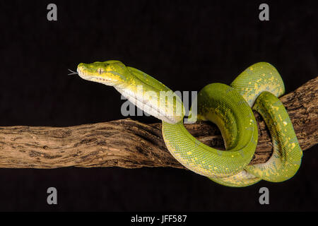 A close up of a green tree python curled around a branch with its tongue protruding Stock Photo
