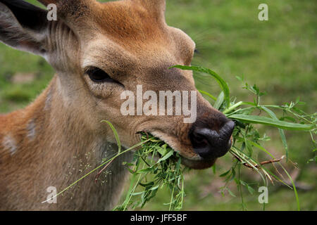 Young deer eating grass Stock Photo