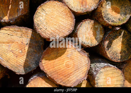 Logging in the forests at Pembrey Country Park. Carmarthenshire. Wales. UK. Stock Photo