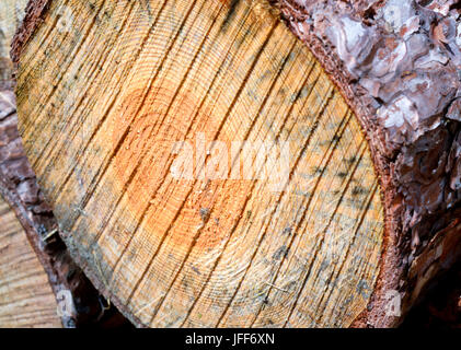 Logging in the forests at Pembrey Country Park. Carmarthenshire. Wales. UK. Stock Photo