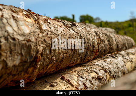 Logging in the forests at Pembrey Country Park. Carmarthenshire. Wales. UK. Stock Photo