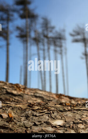 Logging in the forests at Pembrey Country Park. Carmarthenshire. Wales. UK. Stock Photo