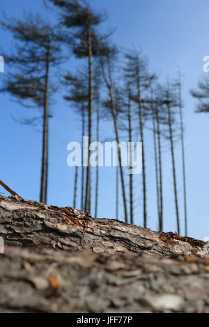 Logging in the forests at Pembrey Country Park. Carmarthenshire. Wales. UK. Stock Photo