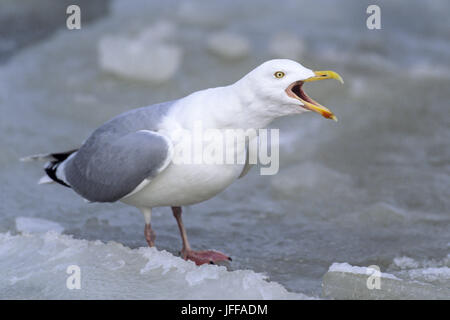 Herring Gull adult bird in breeding plumage Stock Photo