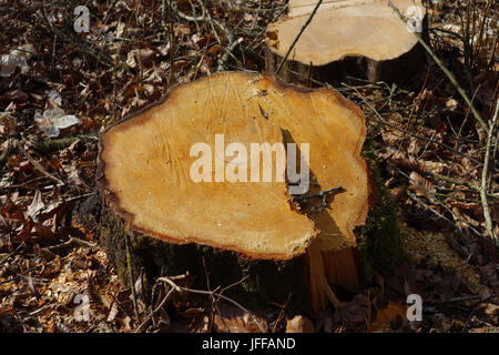 Alnus glutinosa, Black Alder, Wood Stock Photo