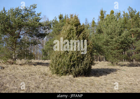 Juniperus communis, Common Juniper Stock Photo