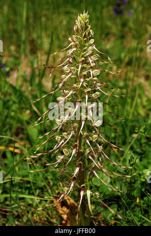 orchid; Lizard orchid; Stock Photo