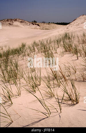 Dune grass, Crane Beach Reservation, Massachusetts Stock Photo