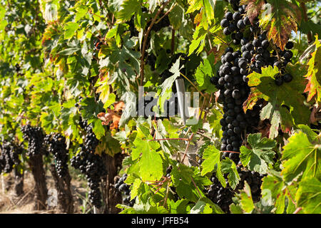 Bunches of red grapes in the vineyard Stock Photo