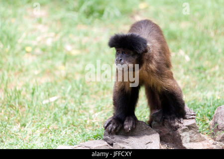 Geoffroy's Spider Monkey (Ateles geoffroyi) stands and looks around Stock Photo