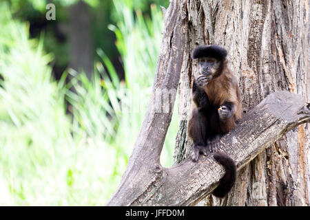 Geoffroy's Spider Monkey (Ateles geoffroyi) stands on a tree and looks around Stock Photo