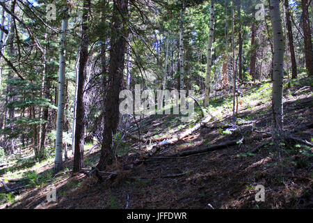 Deep inside of beautiful pristine, green forest. Stock Photo