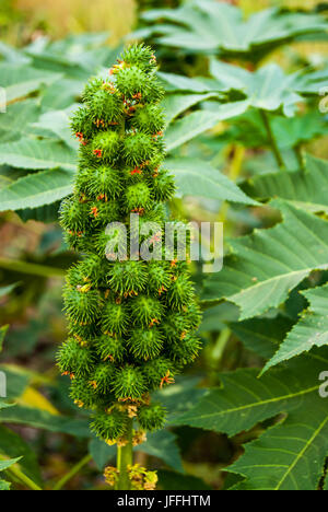 A cluster of prickly seed pods of a wild field tropical field plant Stock Photo