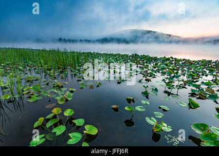 Lily pads and reeds on foggy Red House Lake at daybreak, Allegany State Park, Cattaraugus Co.,  NY Stock Photo