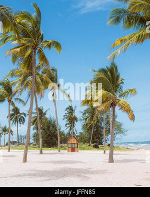 Coconut Palm trees on white sandy tropical beach. Summer holiday and vacation concept. Stock Photo