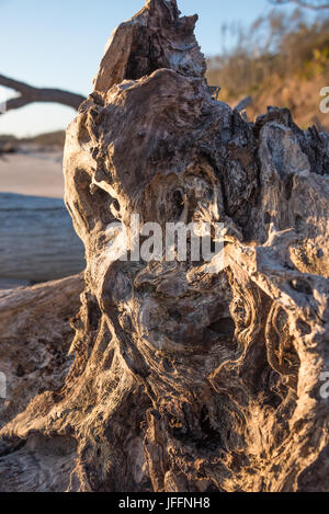 Gnarled driftwood at Boneyard Beach in Northeast Florida's Big Talbot Island State Park. (USA) Stock Photo