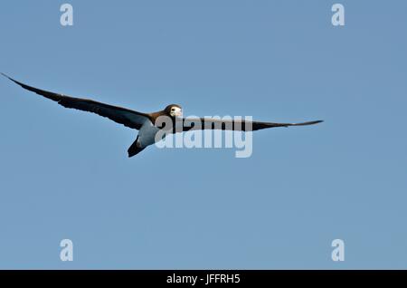 A brown booby, Sula leucogaster, in flight above Corcovado National Park. Stock Photo