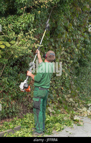 Cutting a hedge Stock Photo