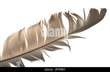 feather on white Stock Photo