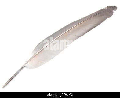 feather on white Stock Photo