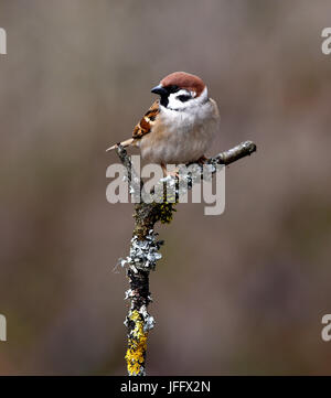 sparrow; tree sparrow; passer montanus; Stock Photo