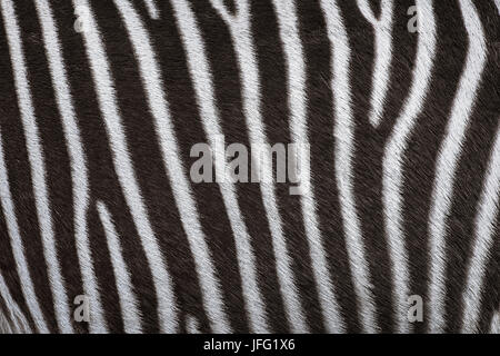 Zerbra Coat Background Stock Photo