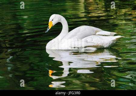 Swan on the Pond Stock Photo