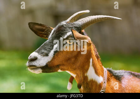 Portrait of Nanny Goat Stock Photo