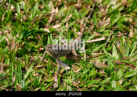 Lizzard on grass Stock Photo