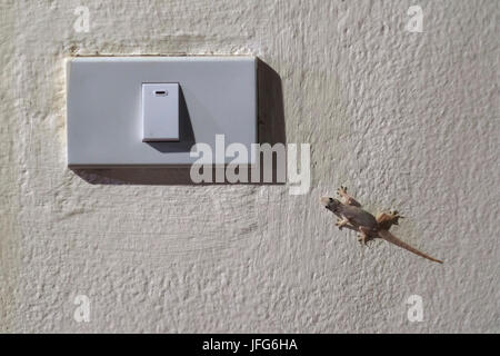 A small gecko next to a light switch for size comparison Stock Photo