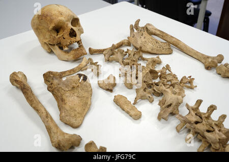 Skeleton and skull laid out on a table Stock Photo