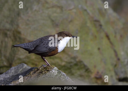 White-throated dipper Stock Photo