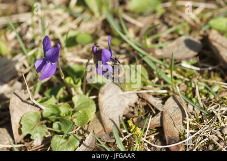Viola odorata, Sweet Violet, with bumblebee Stock Photo